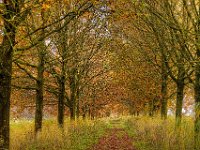 Herbstzeit Baumallee