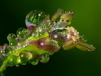 Bluehendes Gras mit Tautropfen
