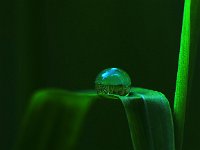 Tautropfen auf einem Grashalm02