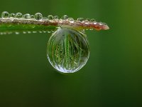 Tautropfen auf einem Grashalm2