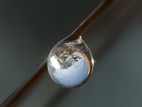 Tautropfen faengt das Licht ein