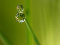 Traenen am Grashalm