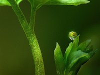 Tropfen auf einem Blatt
