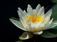 Seerose