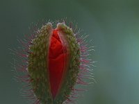 Sich oeffnende Mohnblume